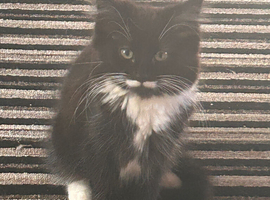 3 kittens for sale
