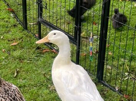 Crested drake 1 year old