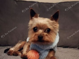 Yorkshire Terrier Puppies