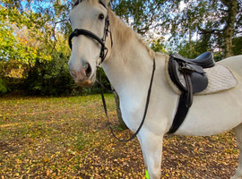 16.3 Irish draught mare