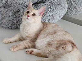 Maine Coon kitten