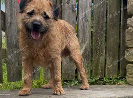 KC Reg Oxcroft bred Border Terrier Stud dog