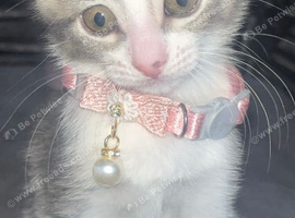 Gorgeous kitten for sale