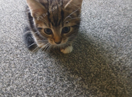 Female tabby kitten for sale