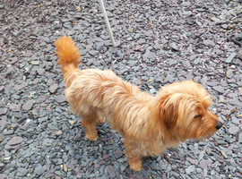 19 month old male Shorki