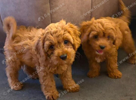 Gorgeous Toy Cavapoo Puppies