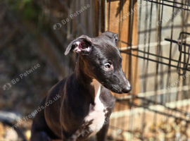 Whippet lurcher pups