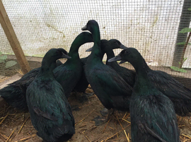 Pure Cayuga Hatching Eggs