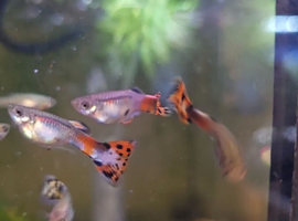 Guppies mixed snakeskin