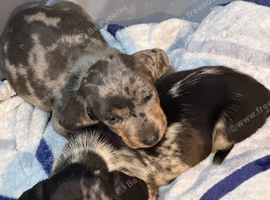 2 dachshund little boys ready 3rd November