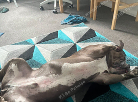 Tyson needs a good home with a good family.