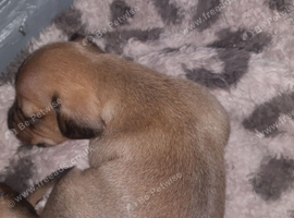 Chocolate dachshund puppies for deposits