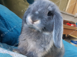 Mini lop baby bunnies