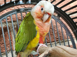 Hand reared red factor conure