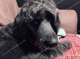 Doddle retriever puppies