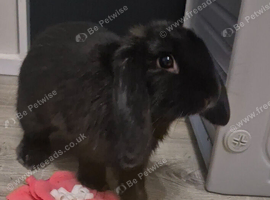 Beautiful 4.5‑Month‑Old Lop Female Looking for a Loving Home
