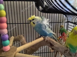 Helikopter budgie