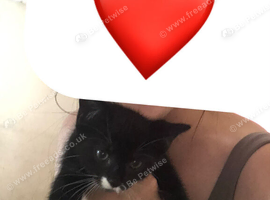 Kittens