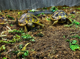 BABY HERMANNS TORTOISE & SET UPS