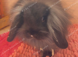 Female lion lop