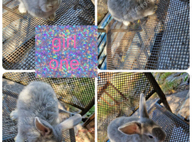 5 beautiful litter of dwarf lionhead cross mini lion lop ready to go now