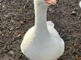 Embden Geese  for Rehome