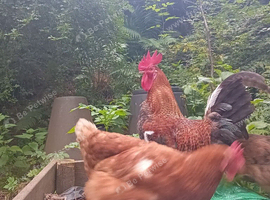 Chicken and Cockerel