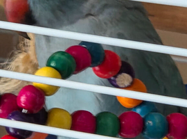 Indian ringneck