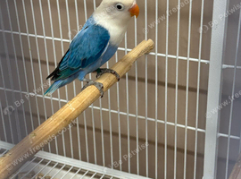 Baby lovebirds