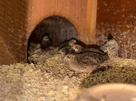 Family of button quail