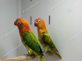 Love birds