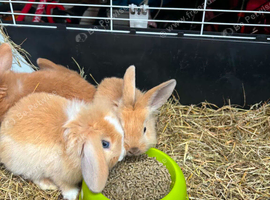 Baby mini lion lops ready 27th July