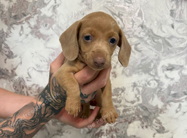 Beautiful dachshunds