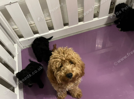 Black Cavapoo puppies