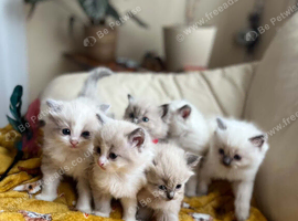 Beautiful Ragdoll Kittens Looking for Their Forever Homes