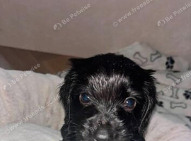 Cocker spaniel puppies