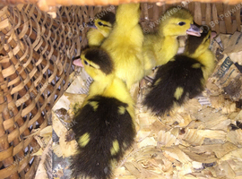 10 Day Old Unsexed Muscovy Ducklings