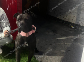 Beautiful girl looking for her forever home ️