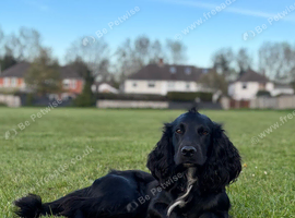 Cedric the working spaniel