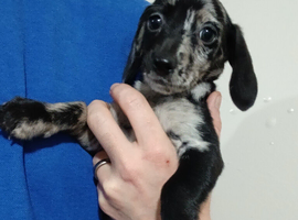 Blue eyed dachshund whippet mix