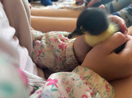 Beautiful 3 day old ducklings