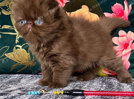 Last remaing Chocolate Persian Kitten Available