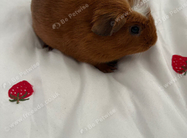 X2 bonded males