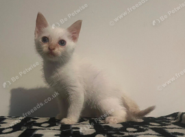 Ragdoll cross male kitten ready now