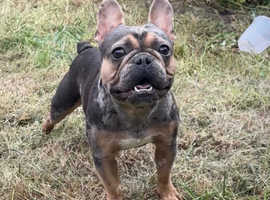 ***French bulldog for stud manchester***