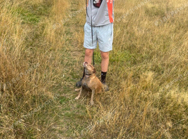 Terrier