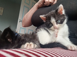 kittens needing homes