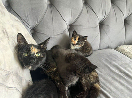 2 kittens