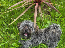 18 month adorable havanese needs a home