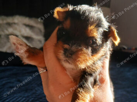 TEACUP TINY yorkie puppies charting 1.5-1.8kg